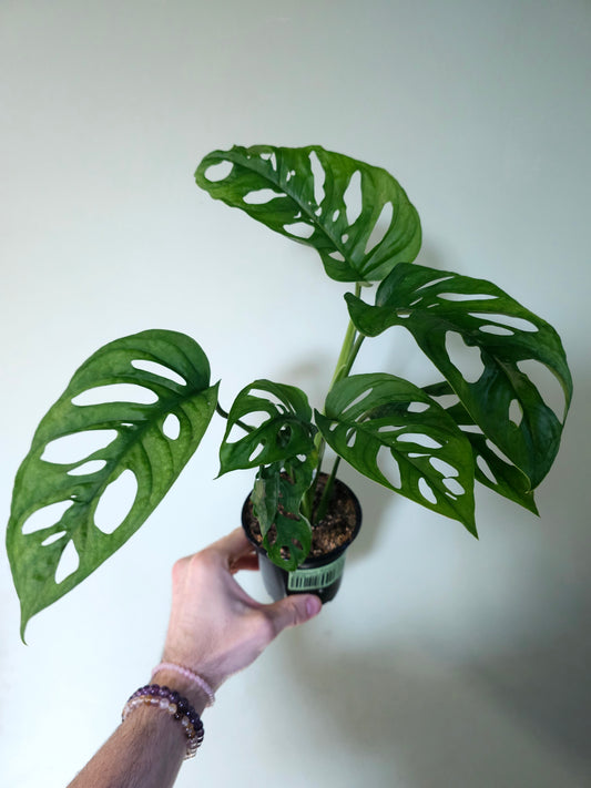 Monstera 'Esqueleto' 4"
