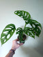 Monstera 'Esqueleto' 4"