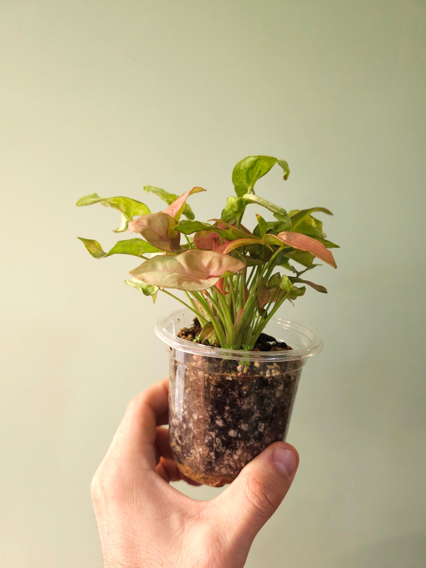 Syngonium 'Coral' 4"