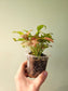 Syngonium 'Coral' 4"
