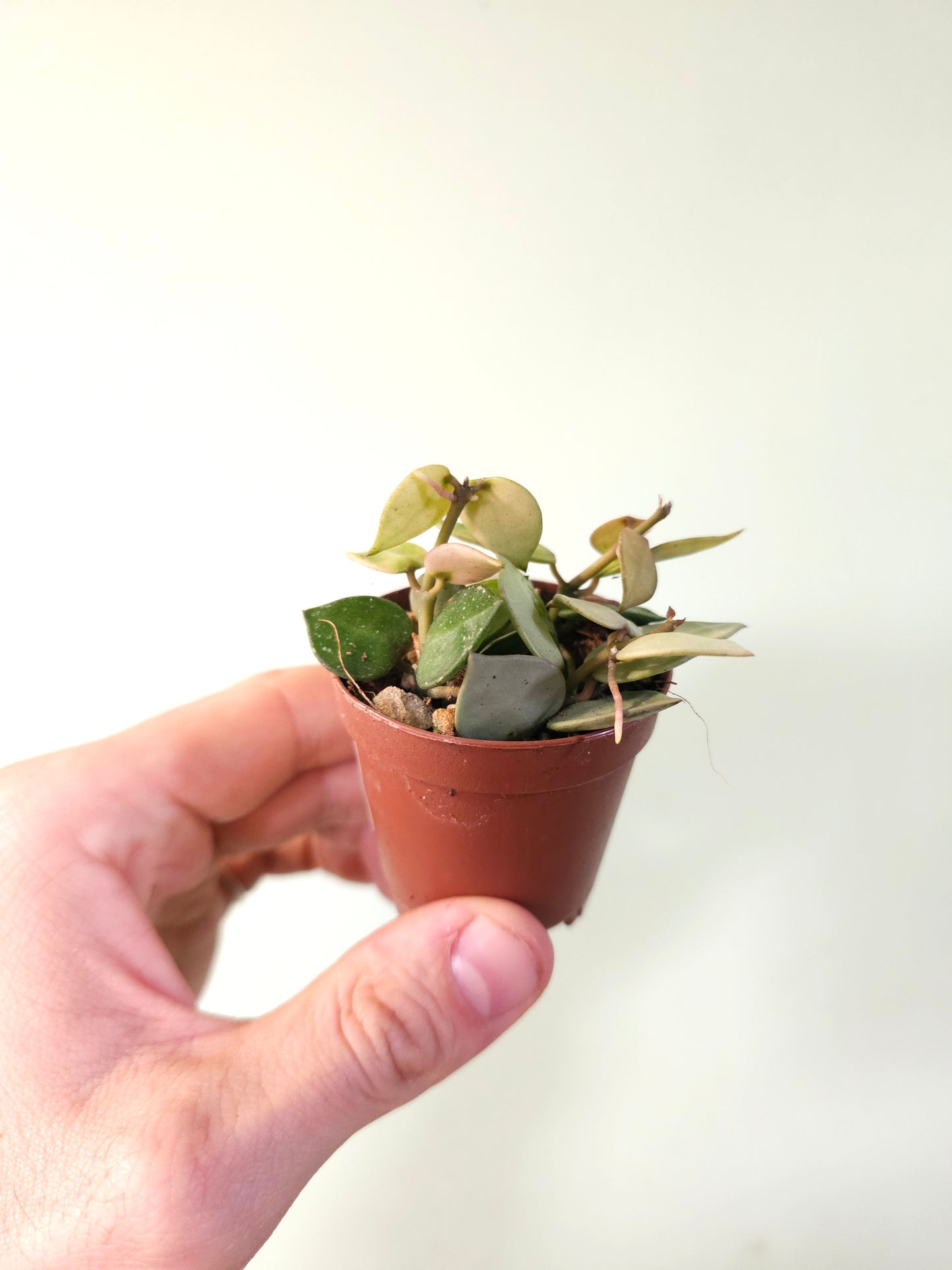 Hoya krohniana 'Super Silver' 2"