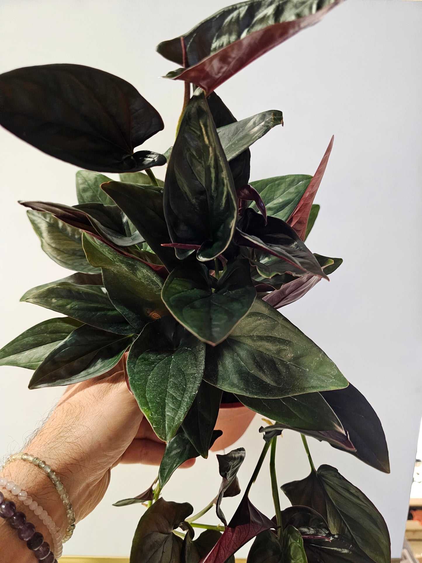 Syngonium erythrophyllum 'Llano Carti Road' Red Arrow 6"