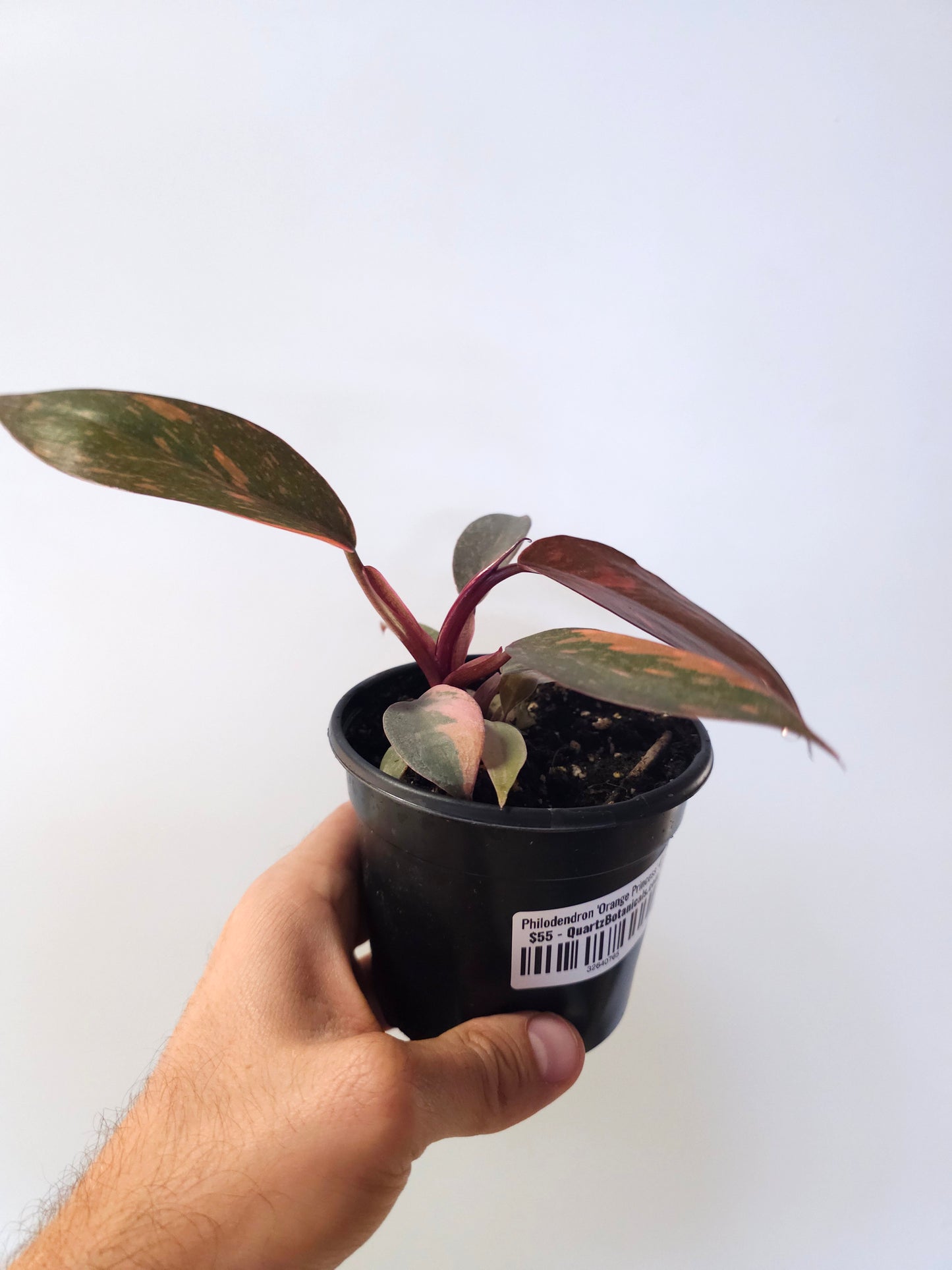 Philodendron 'Orange Princess' 4"