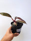 Philodendron 'Orange Princess' 4"
