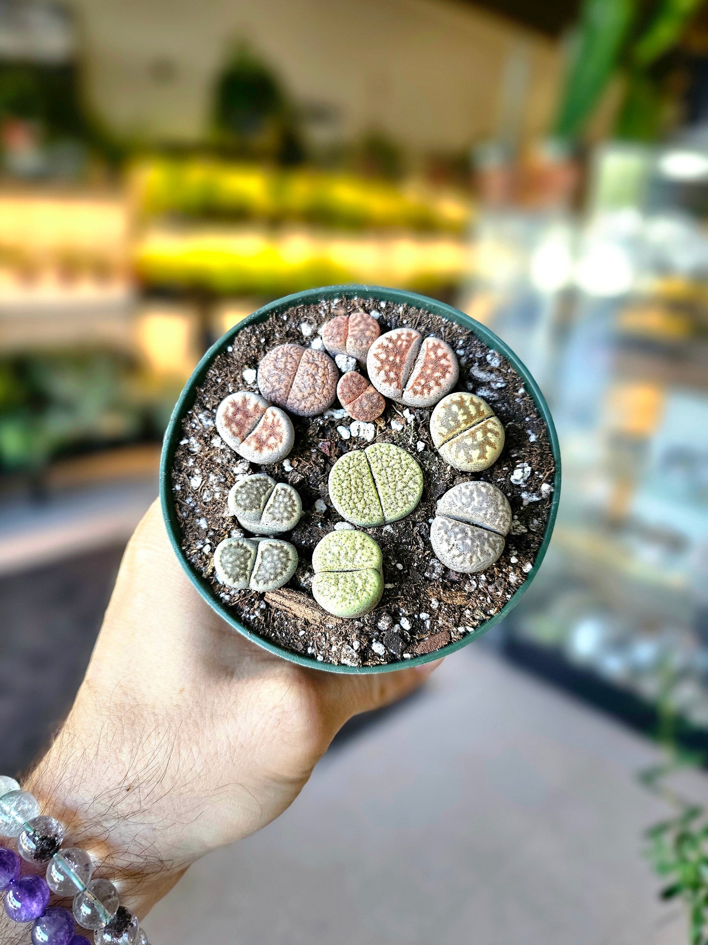 Lithops 4"