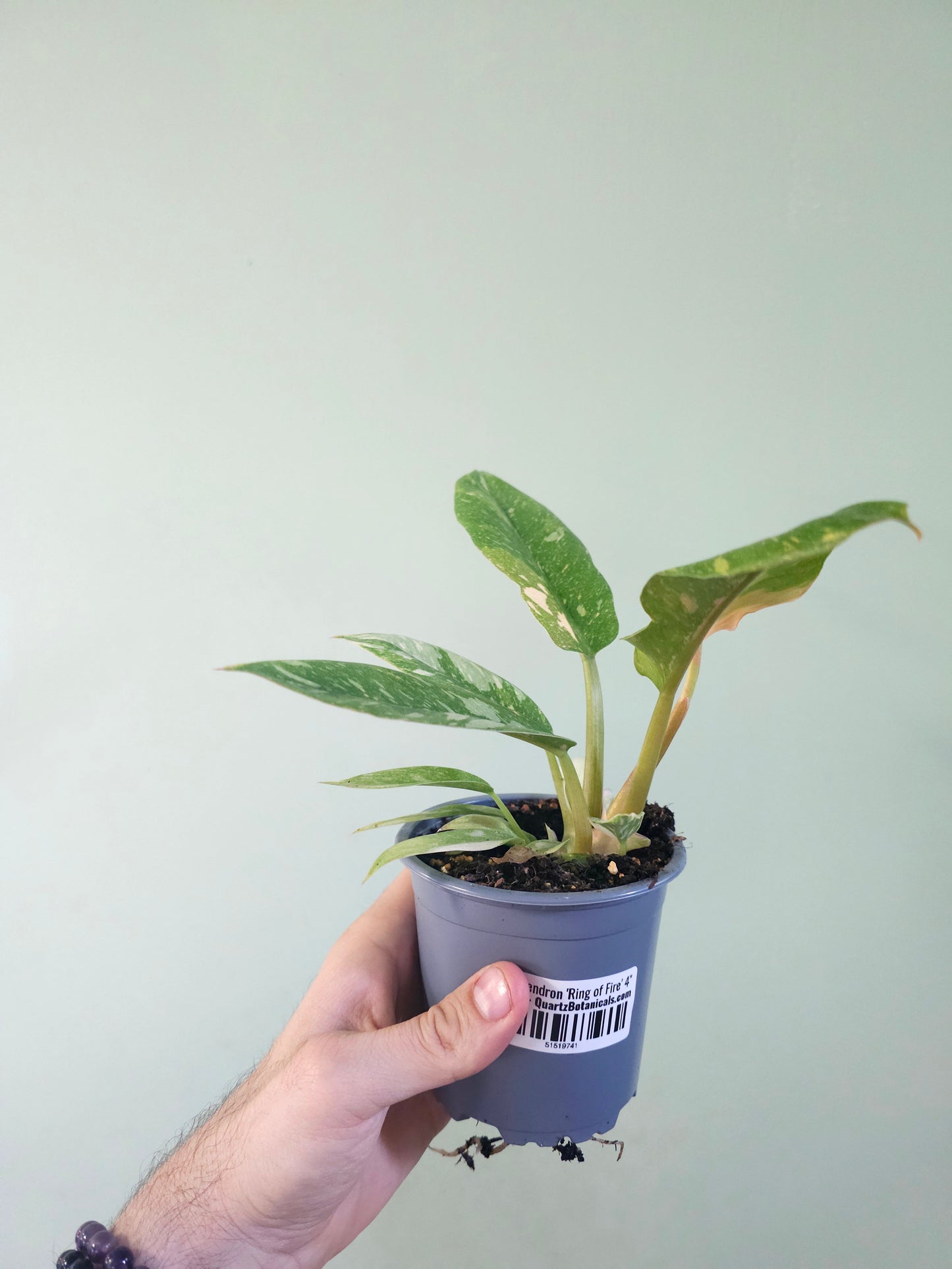 Philodendron 'Ring of Fire' 4"