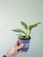 Philodendron 'Ring of Fire' 4"