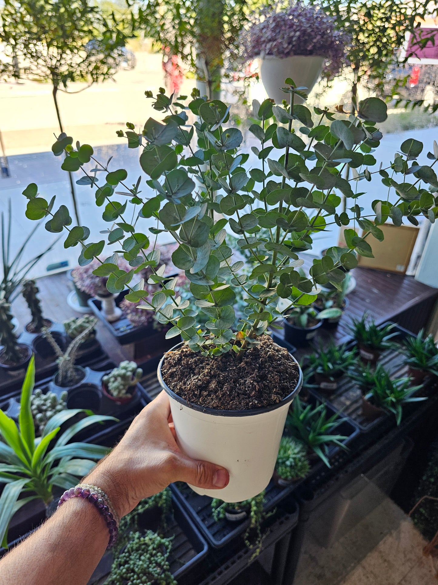 Eucalyptus 'Glacier' 6"