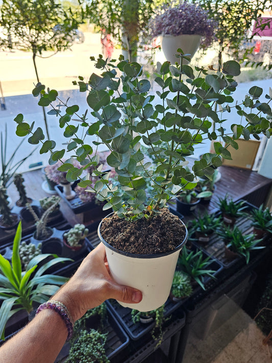 Eucalyptus 'Glacier' 6"