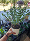 Eucalyptus 'Glacier' 6"