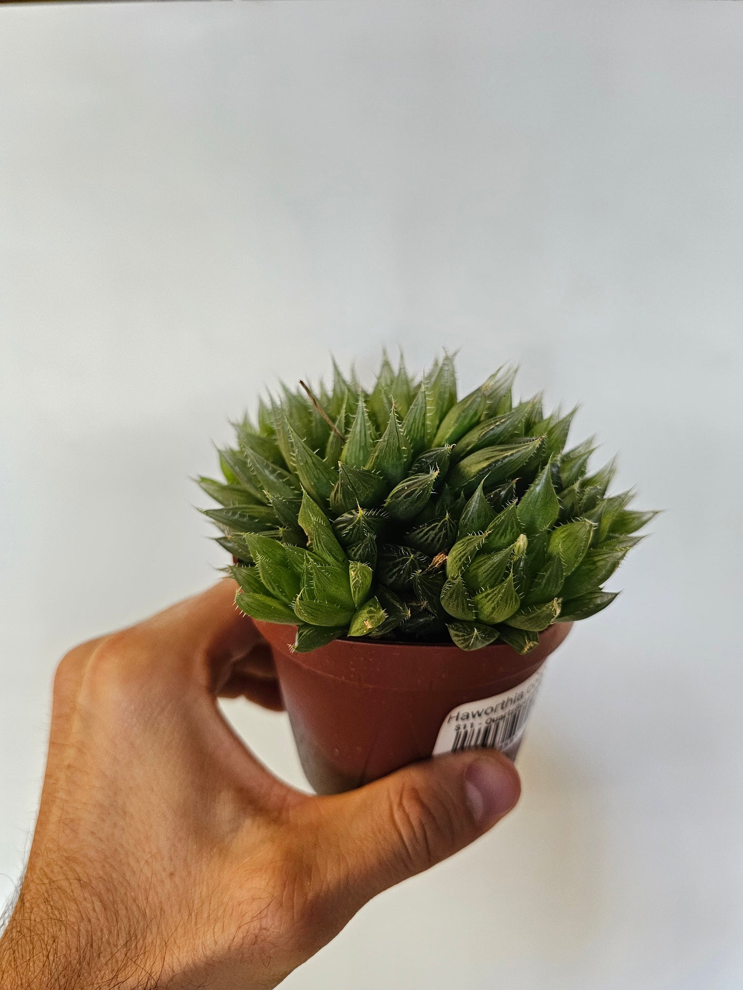 Haworthia cooperi 4"