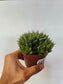 Haworthia cooperi 4"