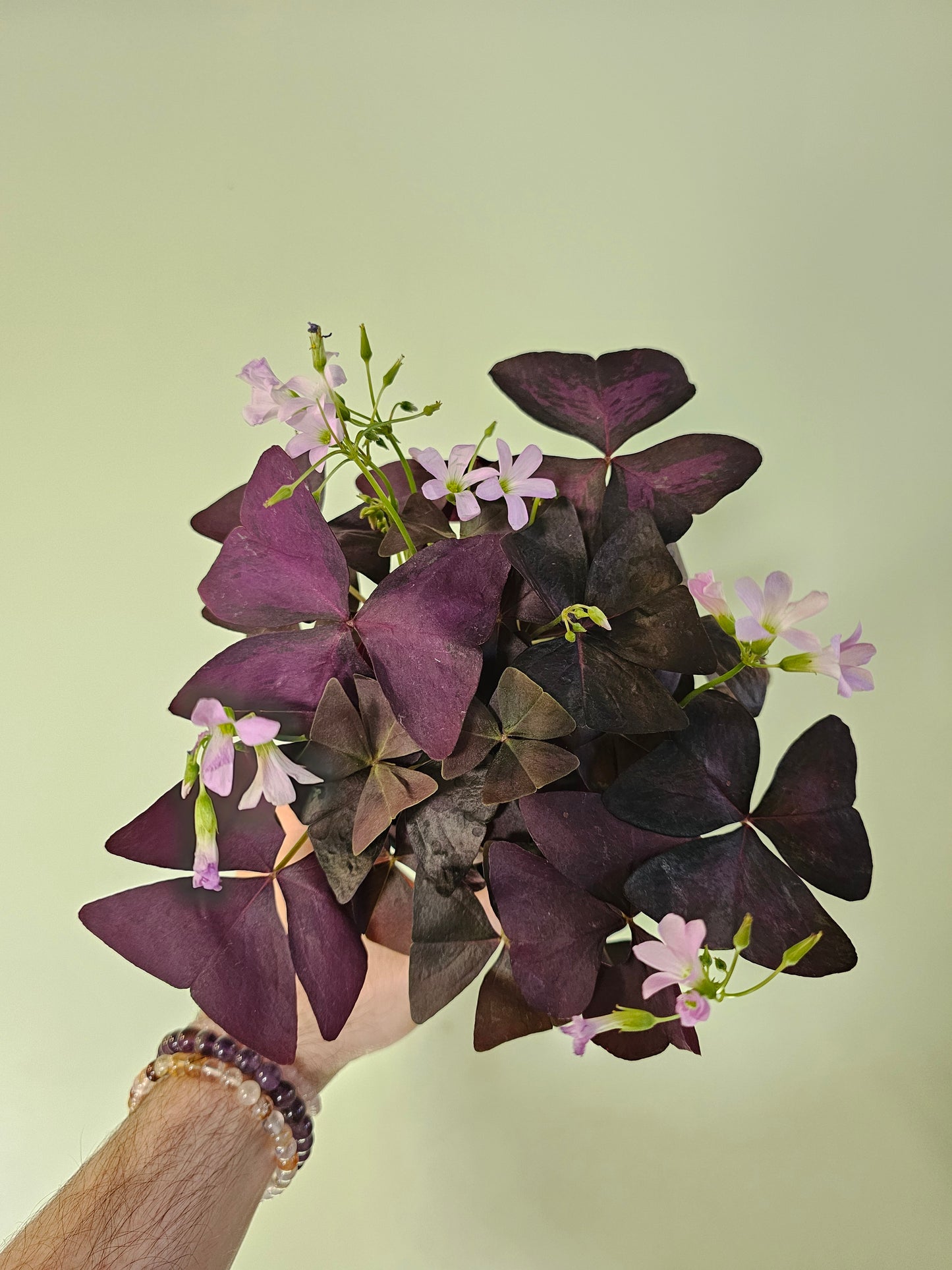 Oxalis triangularis 'Purple' 4.5"