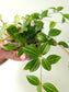 Peperomia quadrangularis "Beetle Plant" 4"