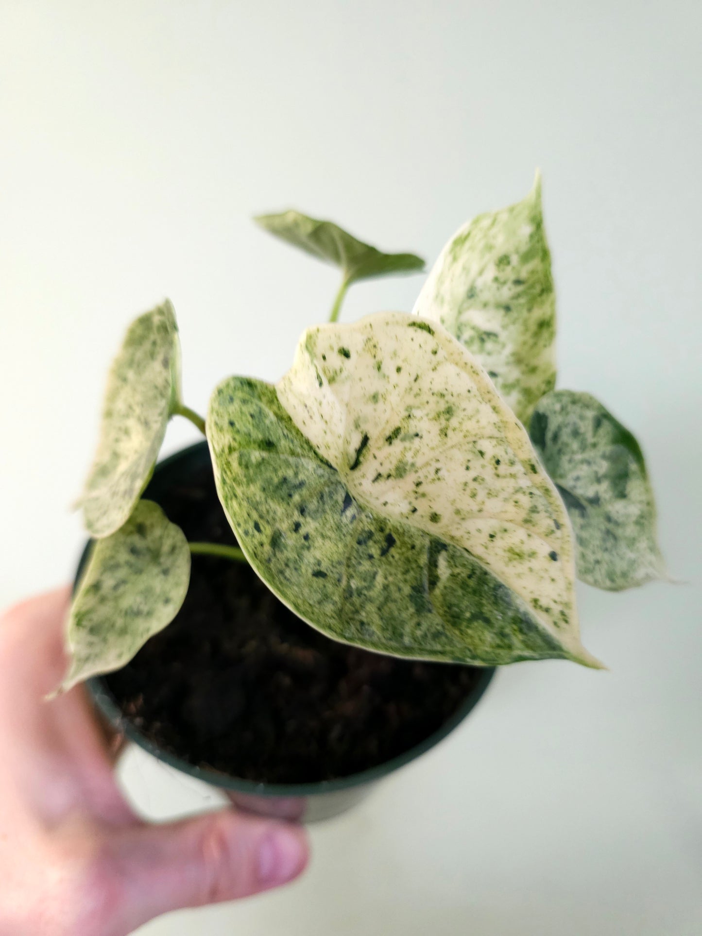 Alocasia 'Dragon Scale' Mint Variegated 4"