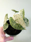 Alocasia 'Dragon Scale' Mint Variegated 4"