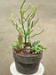 4/6/25 - Build Your Own Cactus & Succulent Garden Workshop