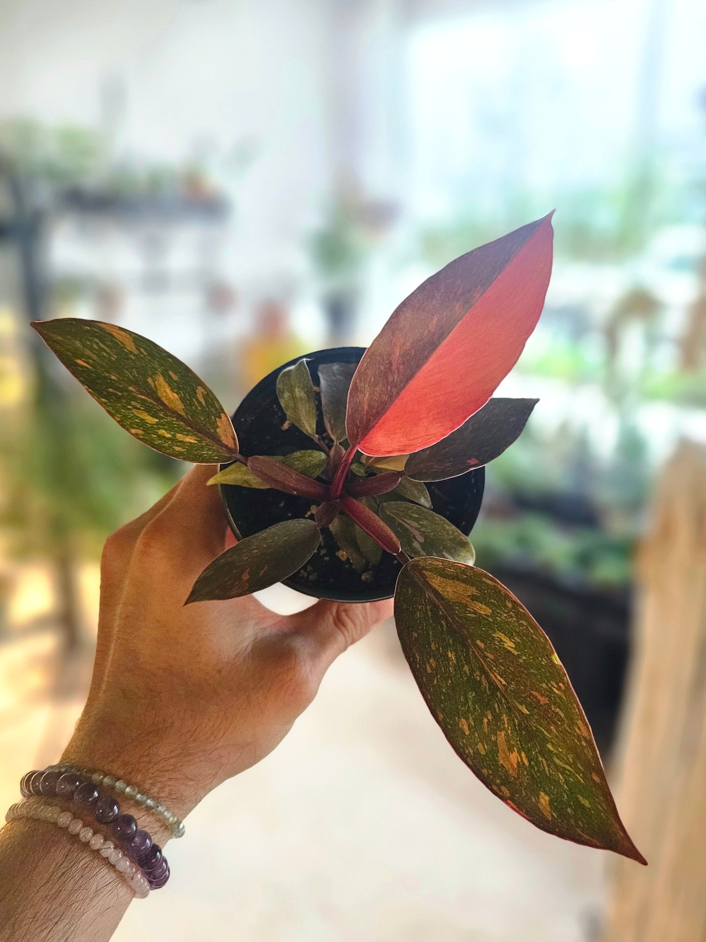 Philodendron 'Orange Princess' 4"