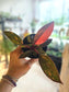 Philodendron 'Orange Princess' 4"