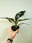 Philodendron 'Pluto' 4"