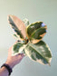 Ficus elastica 'Tineke' 4"