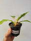 Chlorophytum orchidastrum 'Fireflash' "Mandarin Orange Spider Plant" 4"