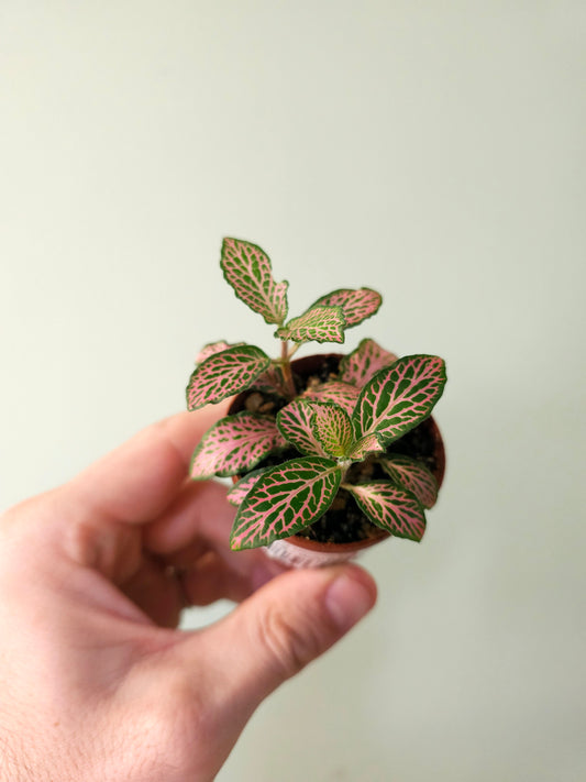 Fittonia albivenis 'Pink Forest Flame' 2"