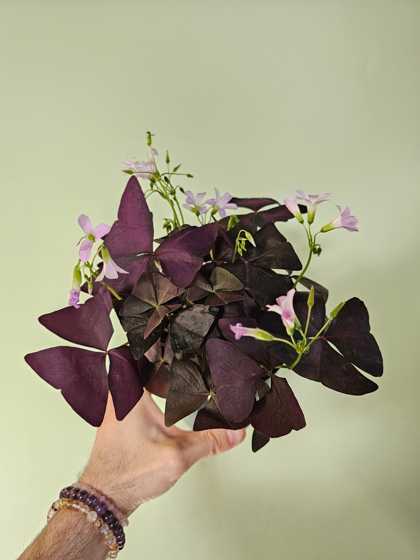 Oxalis triangularis 'Purple' 4.5"