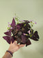 Oxalis triangularis 'Purple' 4.5"