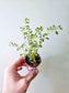 Pilea microphylla 'Variegata' "Artillery Fern" 2"