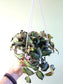 Pellionia repens "Rainbow Jungle Vine" 6" HB