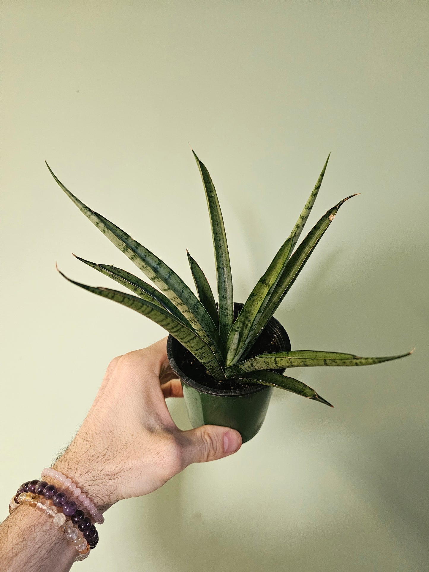 Sansevieria 'Pineapple' 3.5"
