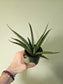 Sansevieria 'Pineapple' 3.5"