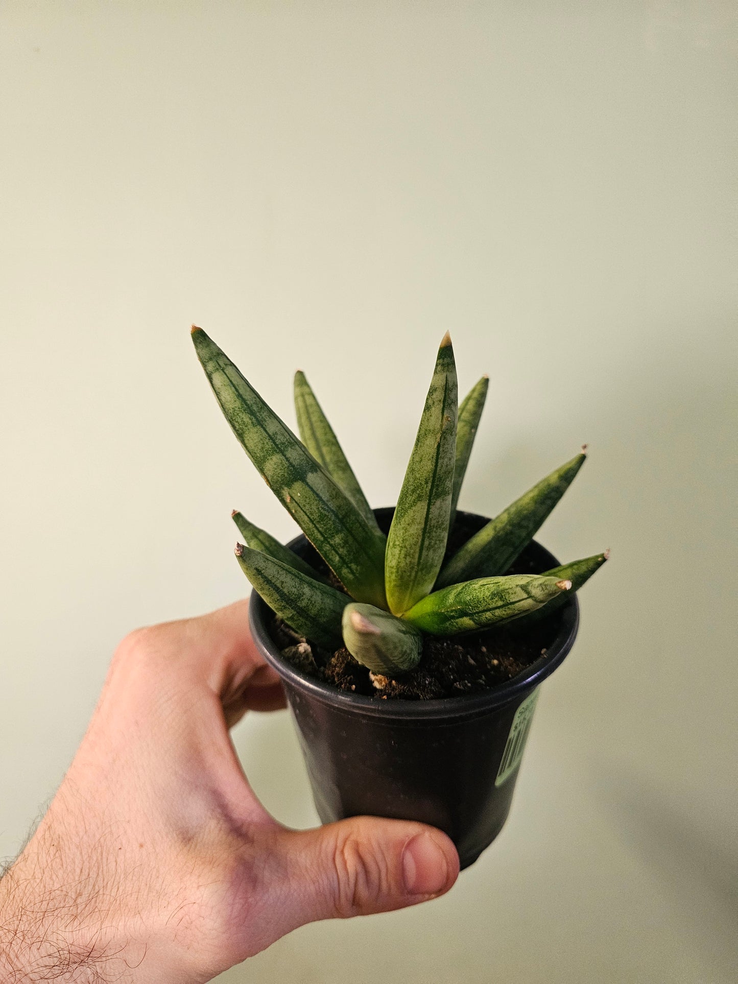 Sansevieria 'Hedgehog' 3.5"