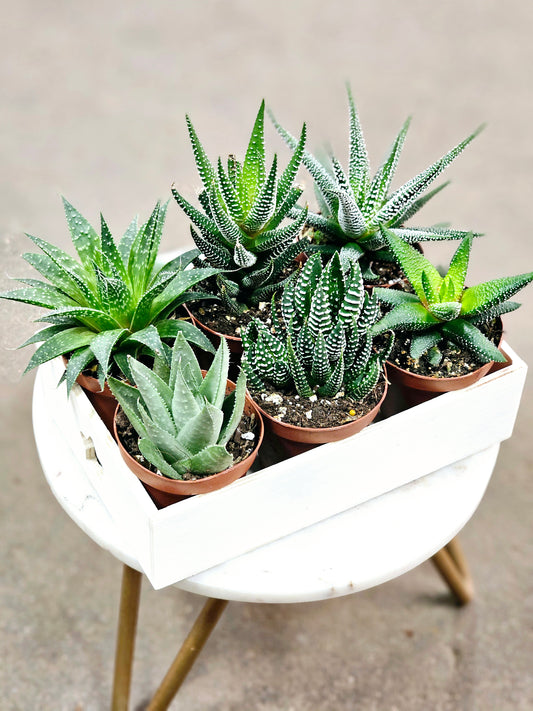 SAAM Auction - Haworthia Collector's Starter Pack