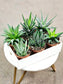 SAAM Auction - Haworthia Collector's Starter Pack