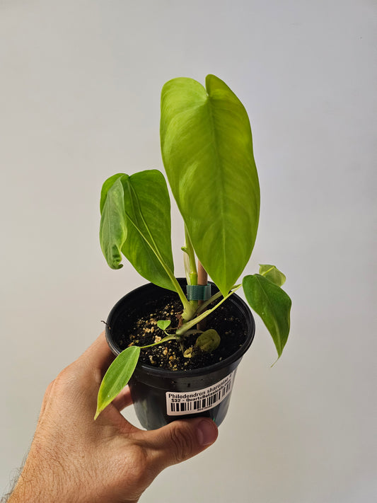 Philodendron sharoniae 4"