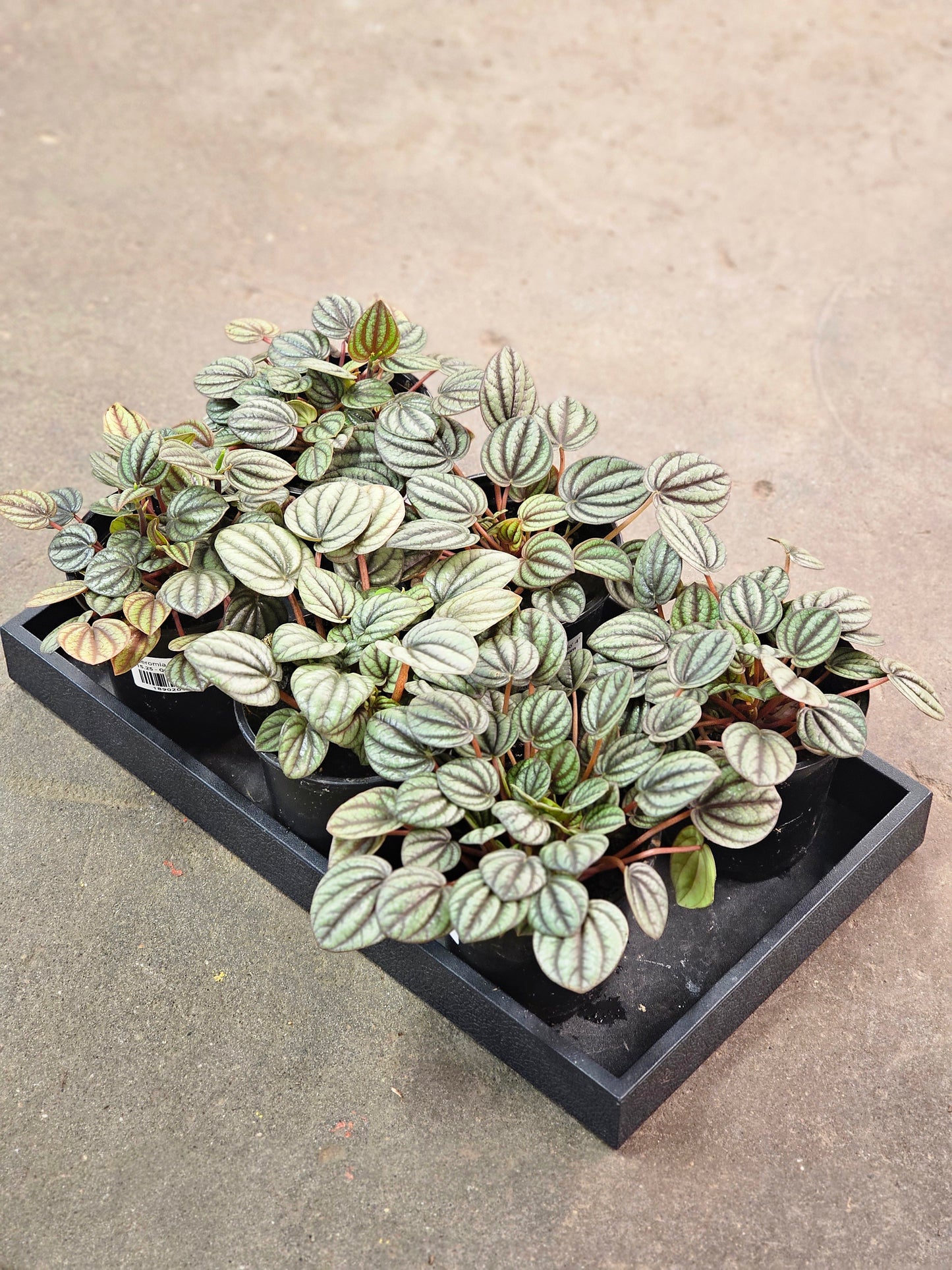 Peperomia 'Piccolo Banda' 4"