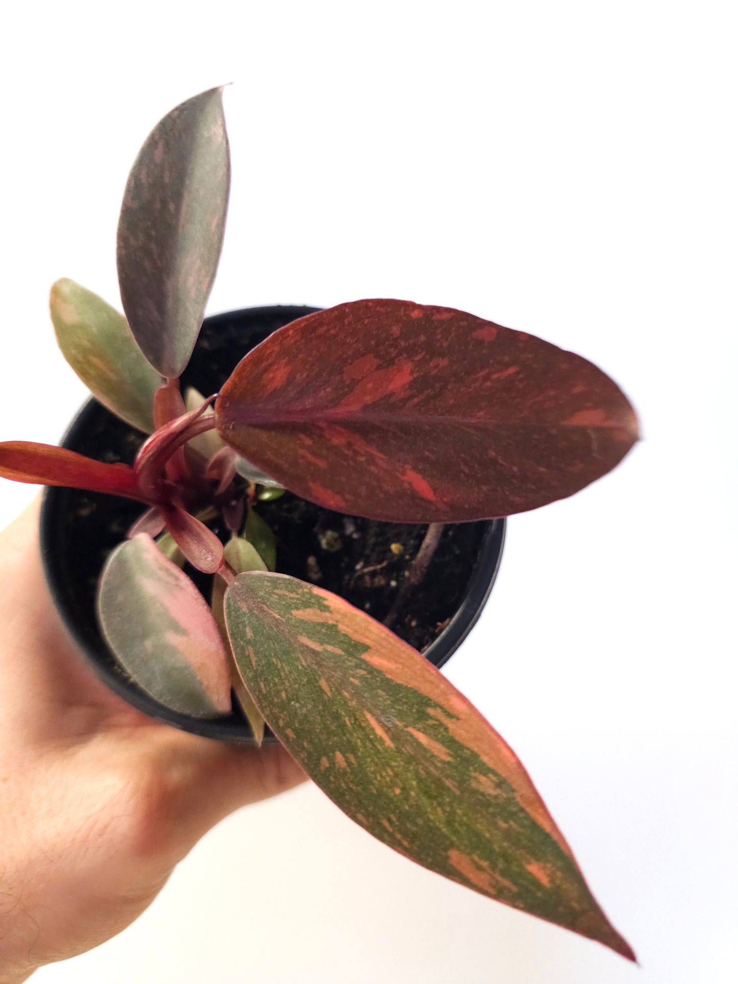 Philodendron 'Orange Princess' 4"