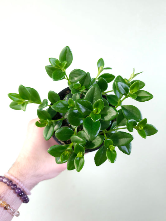 Nematanthus gregarious "Goldfish Plant" 4"