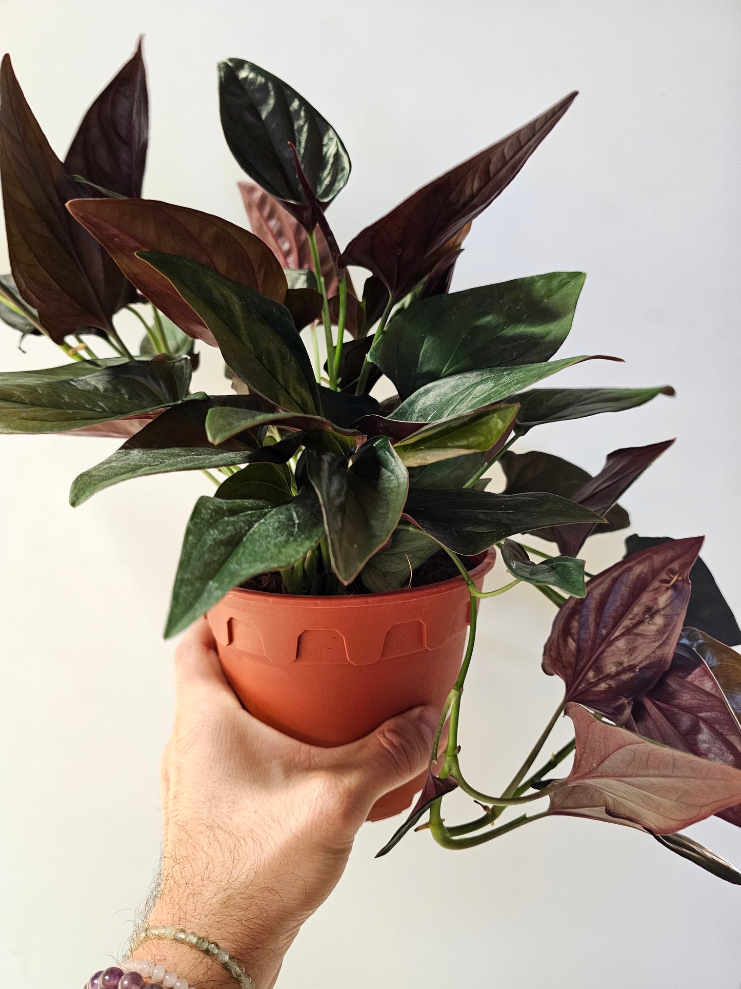 Syngonium erythrophyllum 'Llano Carti Road' Red Arrow 6"