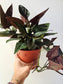 Syngonium erythrophyllum 'Llano Carti Road' Red Arrow 6"