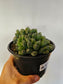 Haworthia cooperi var. truncata "Alien Eggs" 6"