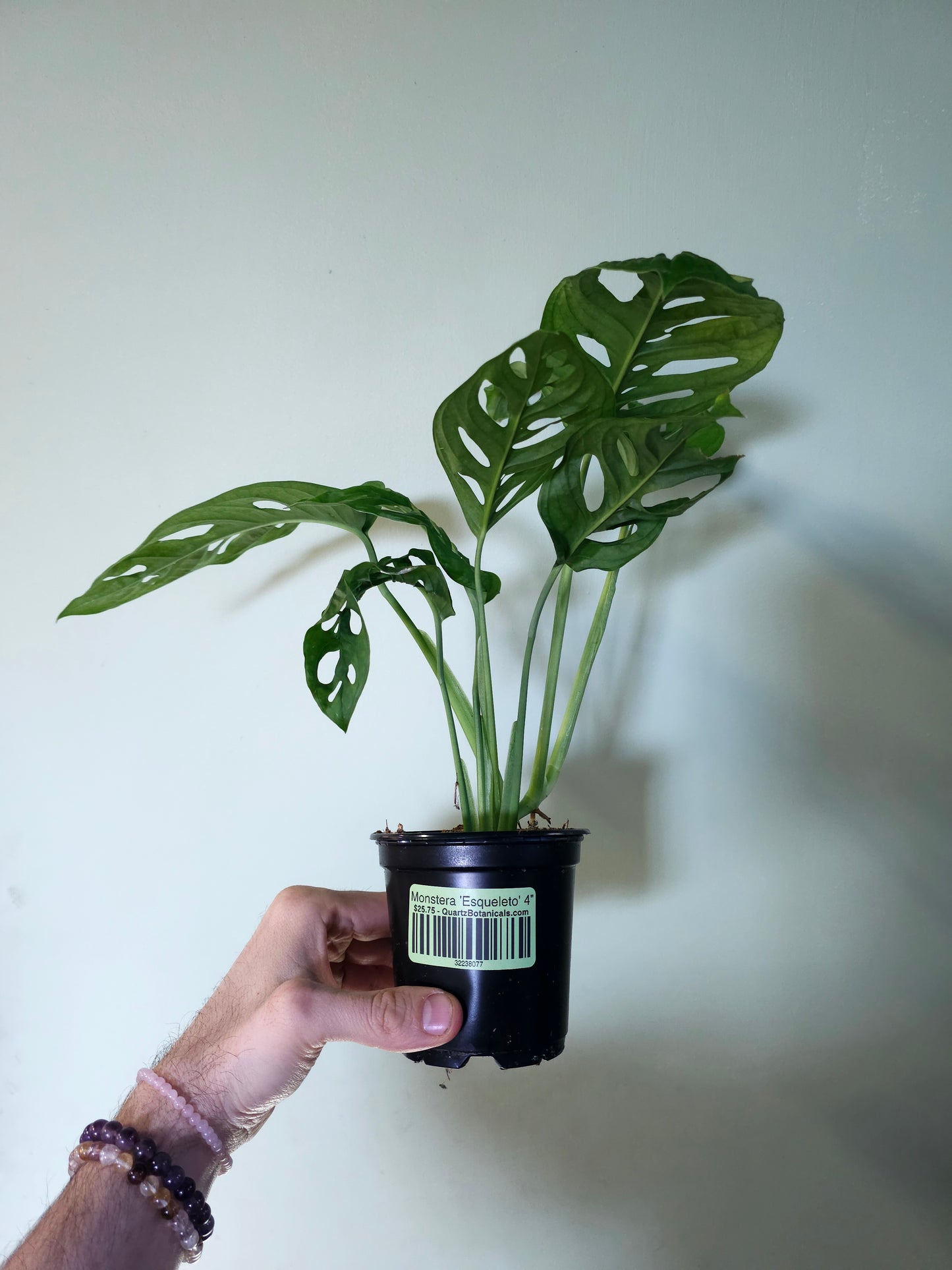 Monstera 'Esqueleto' 4"