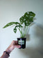 Monstera 'Esqueleto' 4"