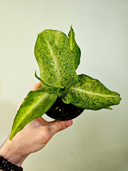 Dieffenbachia 'Camouflage' 4"