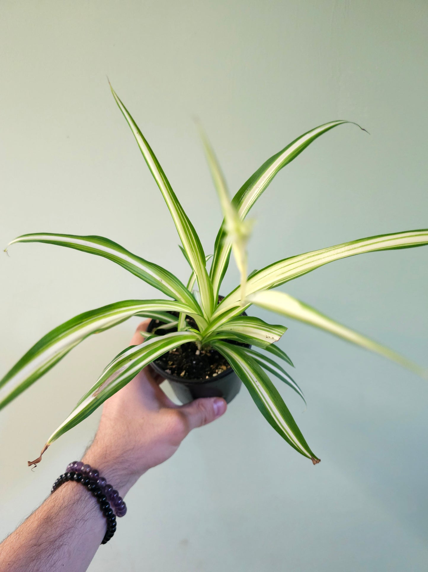 Chlorophytum comosum 'Vittatum' Spider Plant 4"
