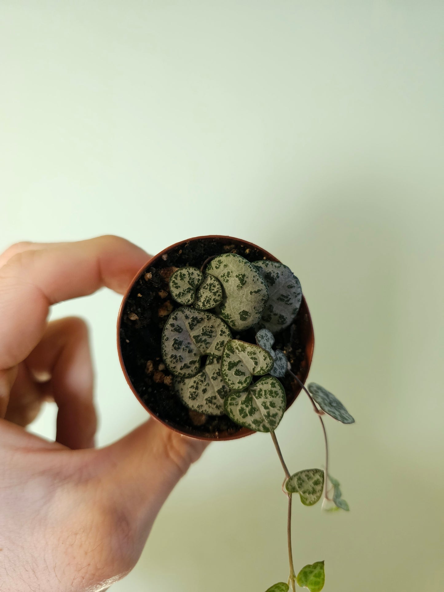 Ceropegia woodii "String of Hearts" 2"