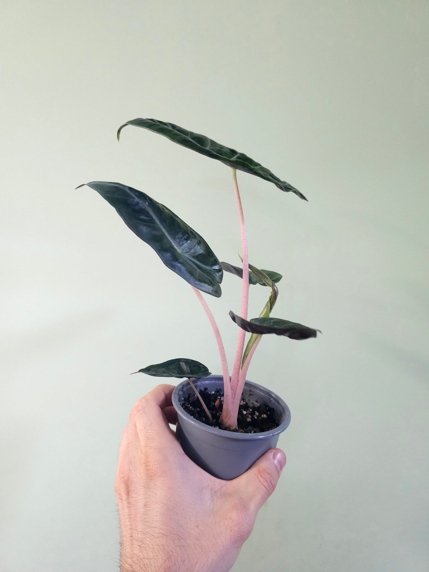 Alocasia 'Pink Dragon' 4"