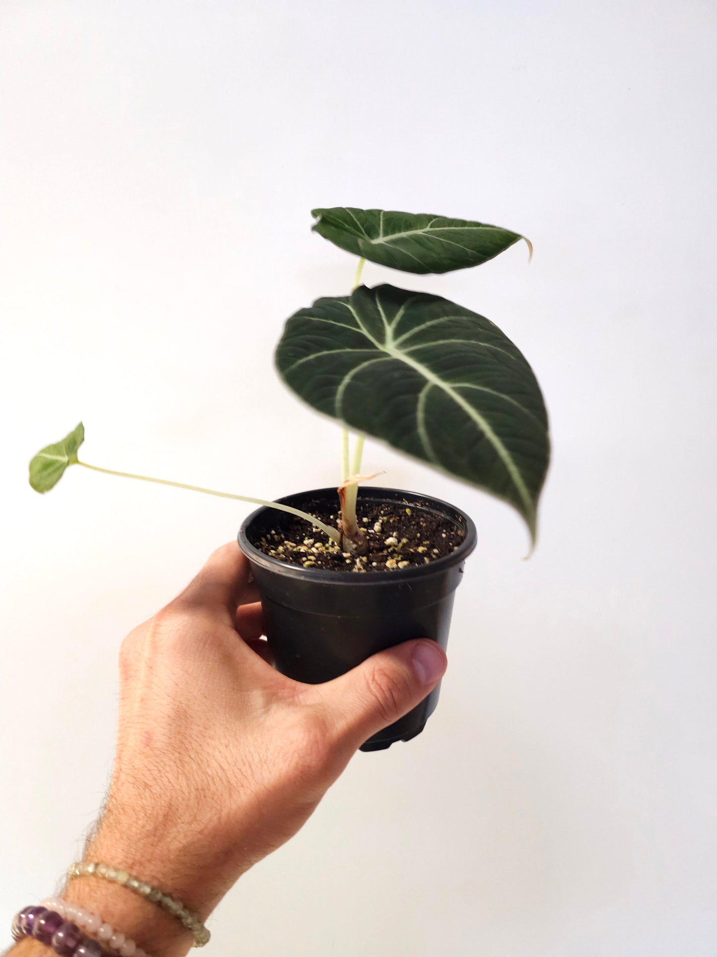 Alocasia 'Black Velvet' 4"